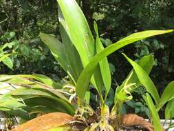 Image of Maxillaria endresii Rchb. fil.