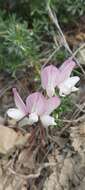 Image of shrubby restharrow