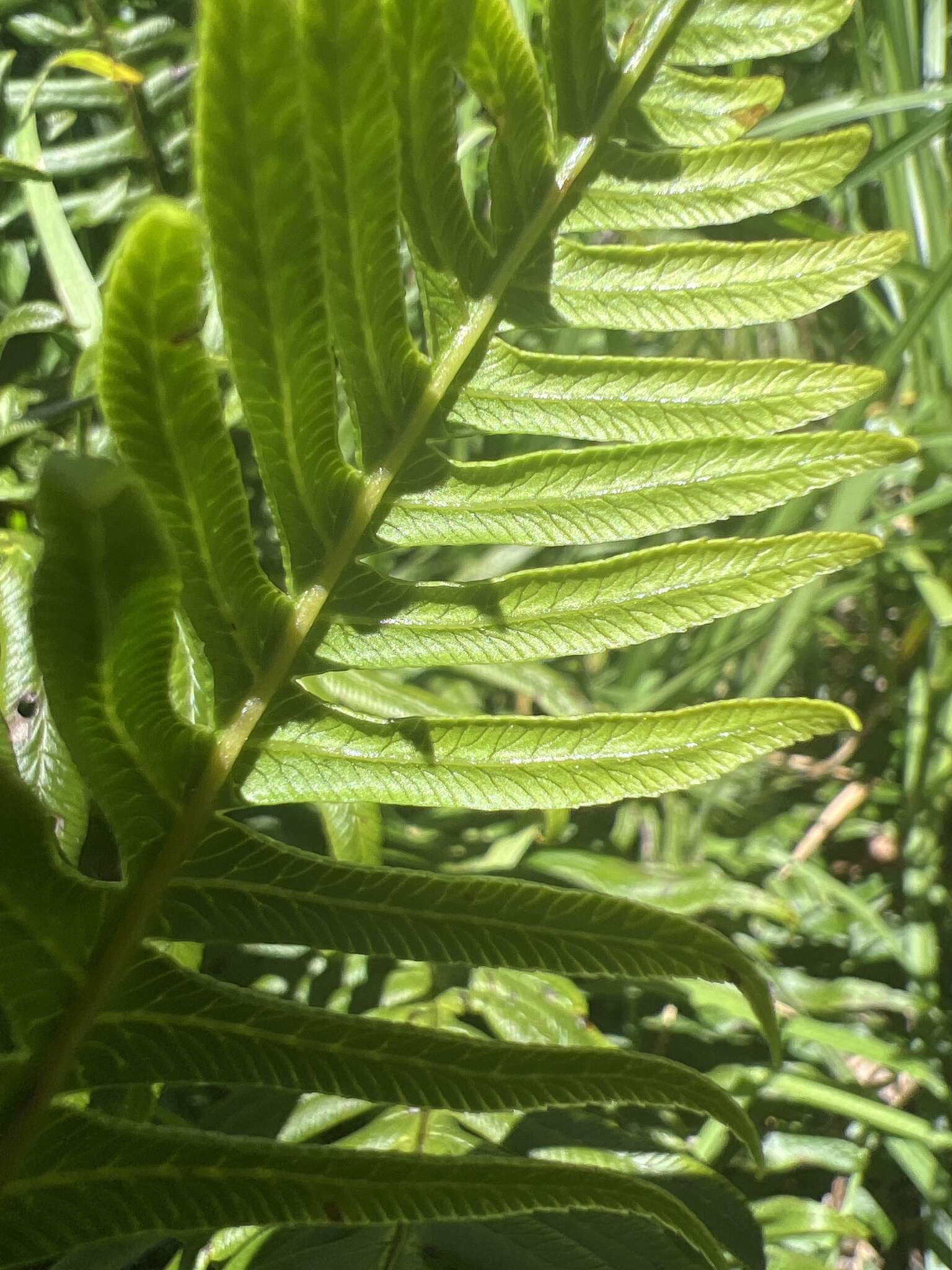 Plancia ëd Pteris terminalis Wall.