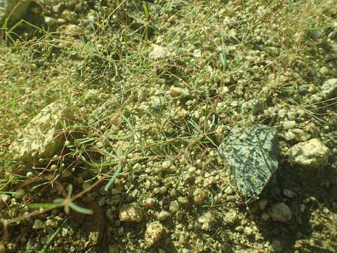 Image of Hypertelis umbellata (Forsk.) Thulin