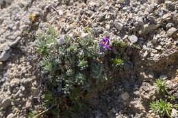 Image of Linaria alpina subsp. alpina