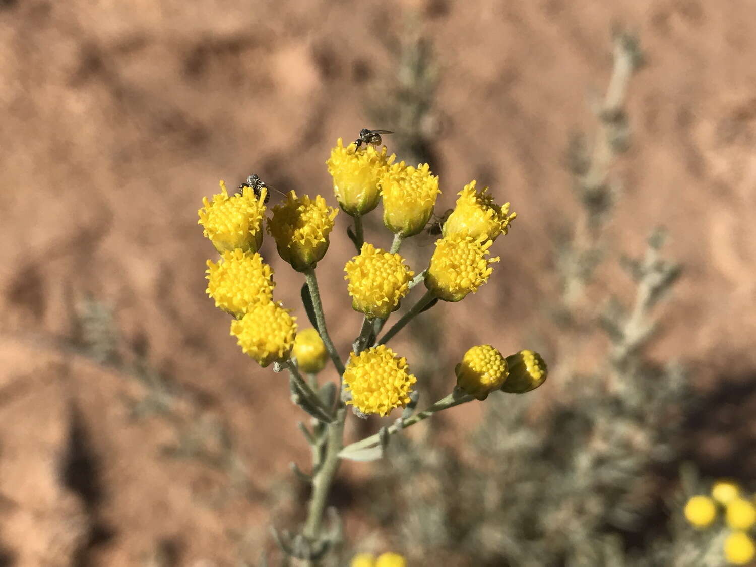 صورة Ajania fruticulosa (Ledeb.) Poljakov