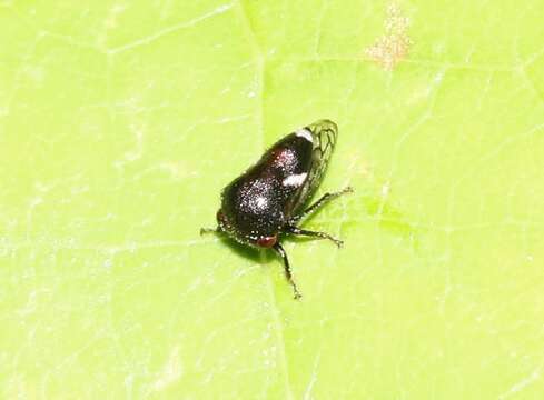 Image of Black Locust Treehopper