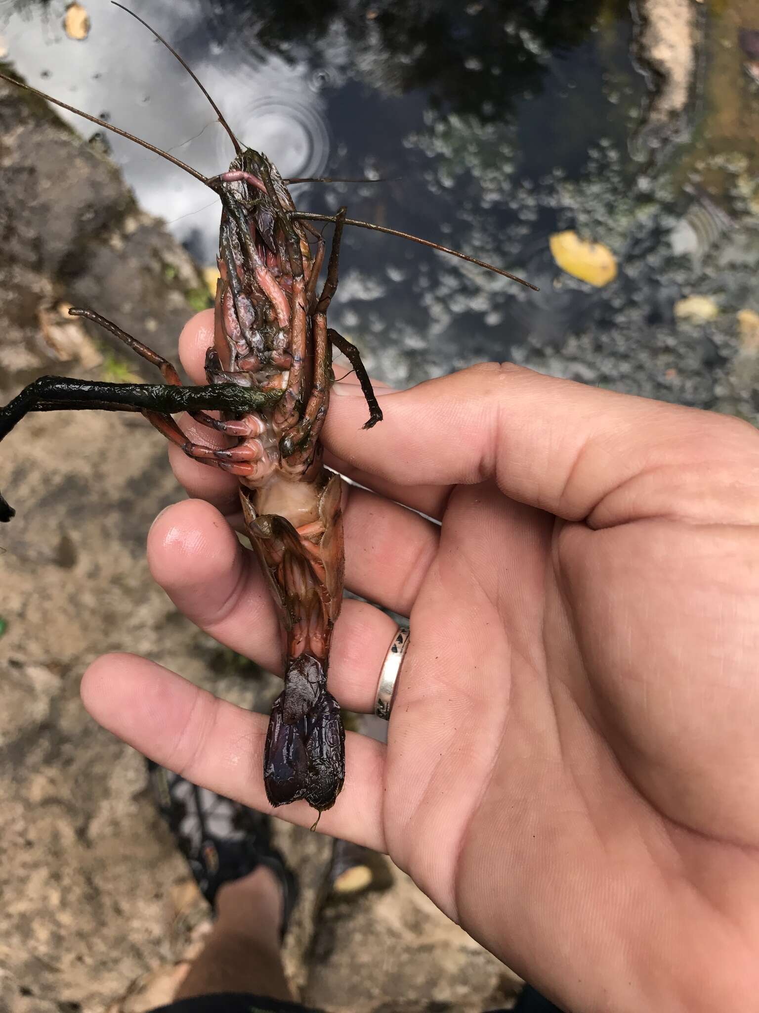 Image of Monkey river prawn