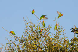 Image of Lilian's Lovebird