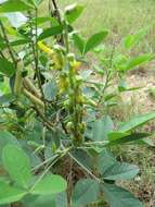 Image of Crotalaria pallida var. pallida