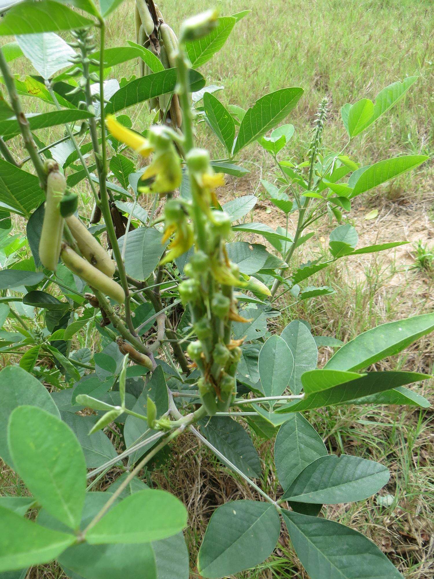 Image of Crotalaria pallida var. pallida