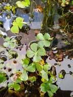 Plancia ëd Marsilea mollis B. L. Rob. & Fern.