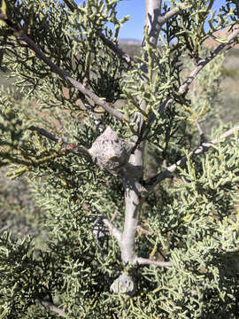 Image of Smooth Arizona Cypress