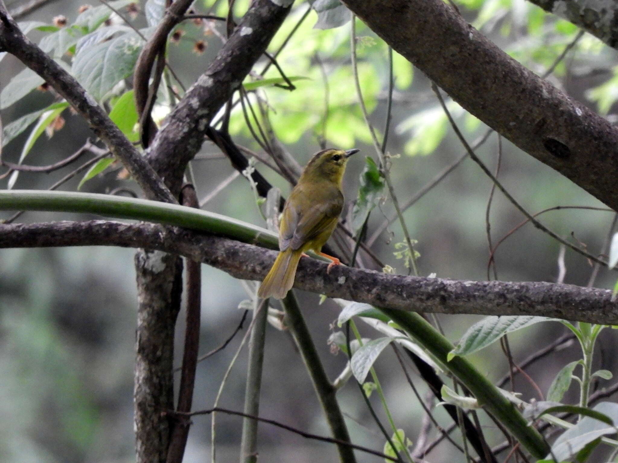 Image of Two-banded Warbler