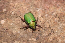 Imagem de Chrysina lecontei (Horn 1882)