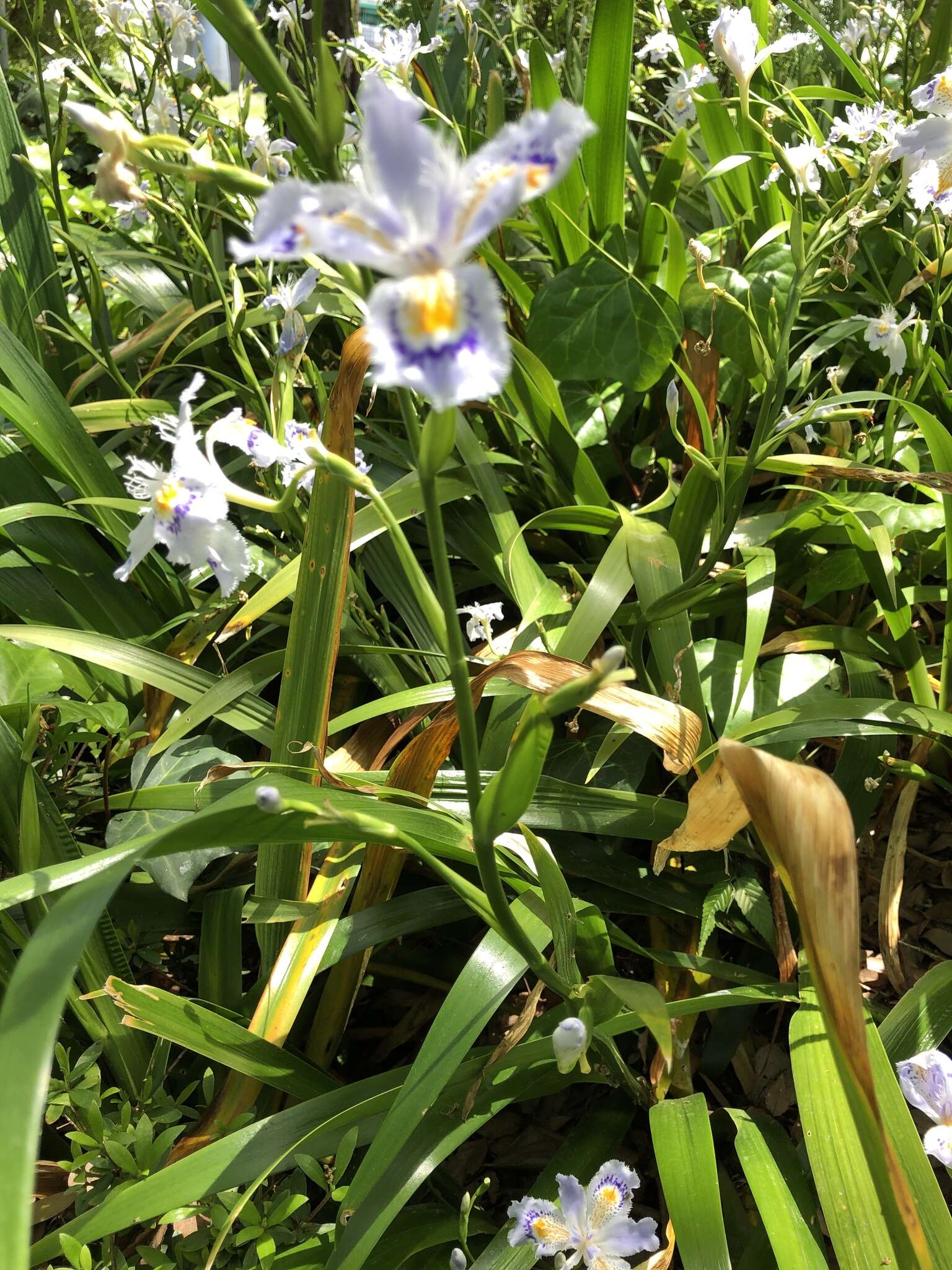 Image of Fringed iris