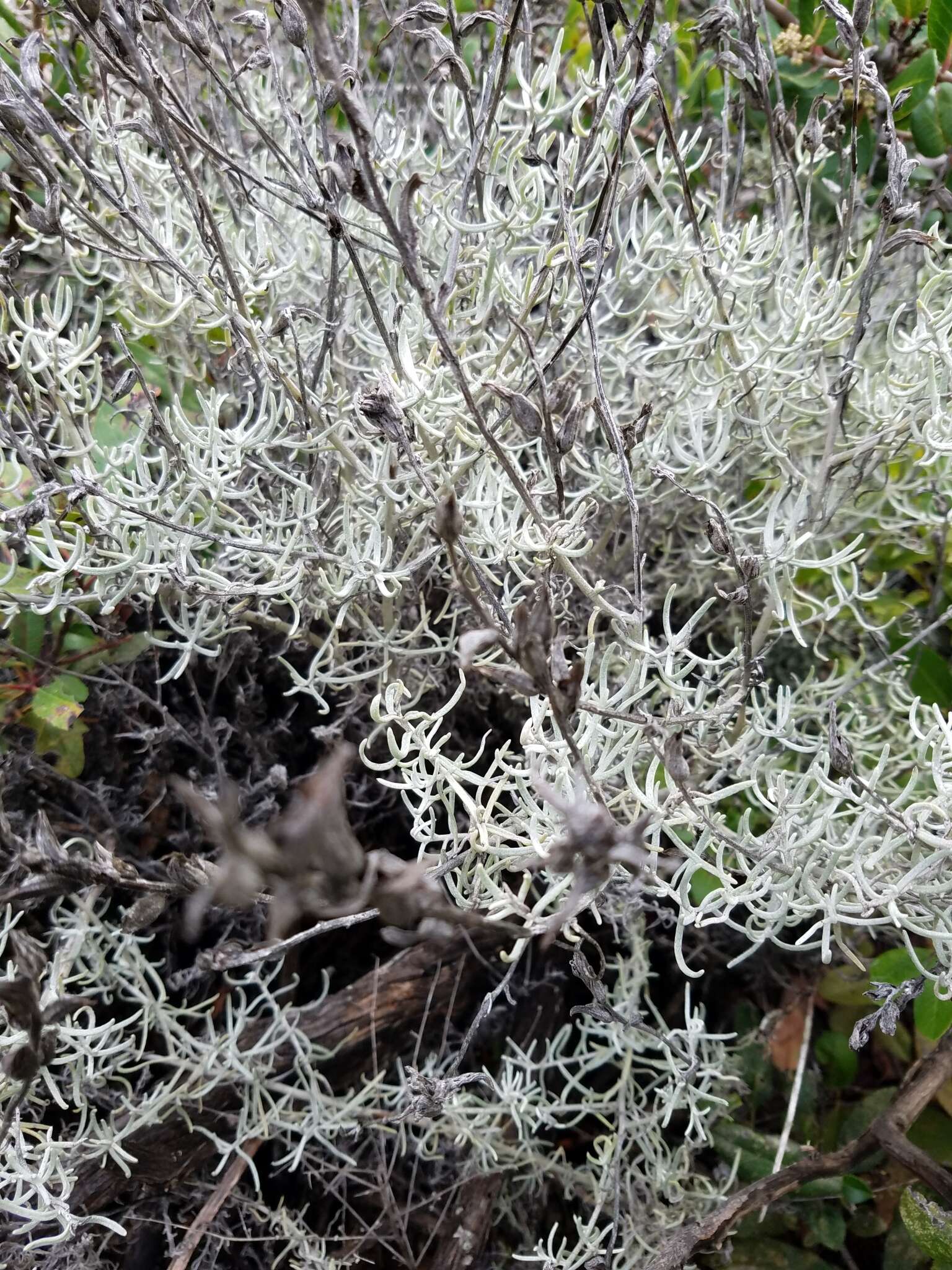 Image of whitefelt Indian paintbrush