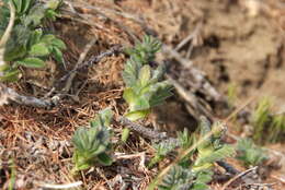 Image of tundra milkvetch