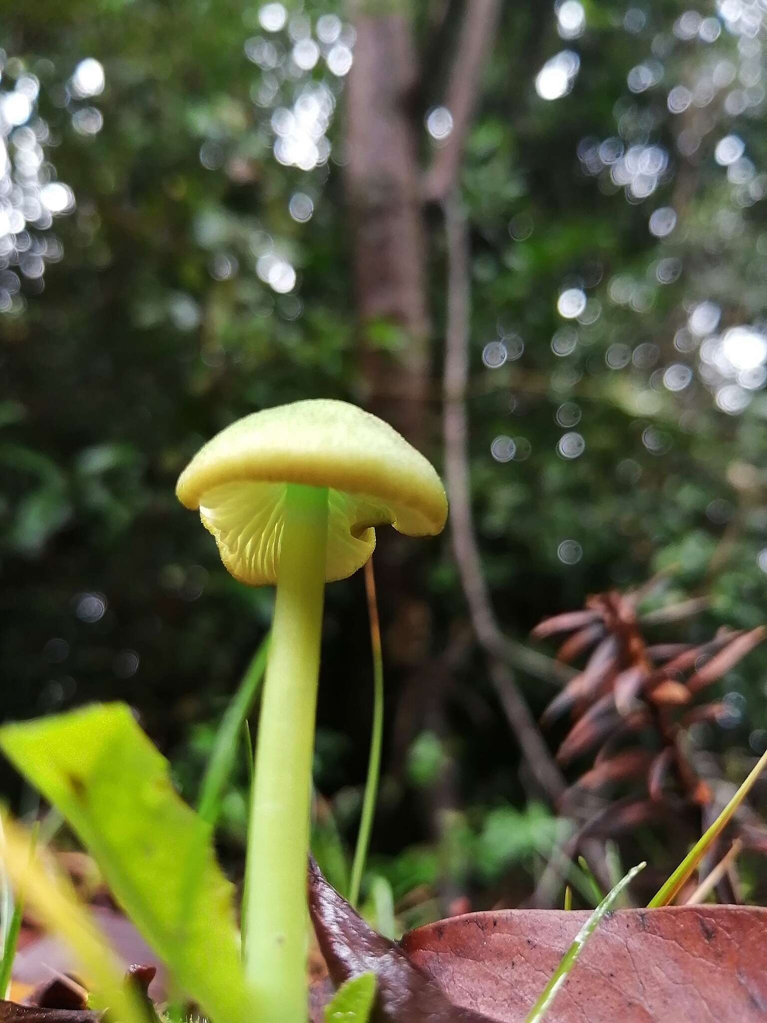 Imagem de Entoloma necopinatum E. Horak 1978