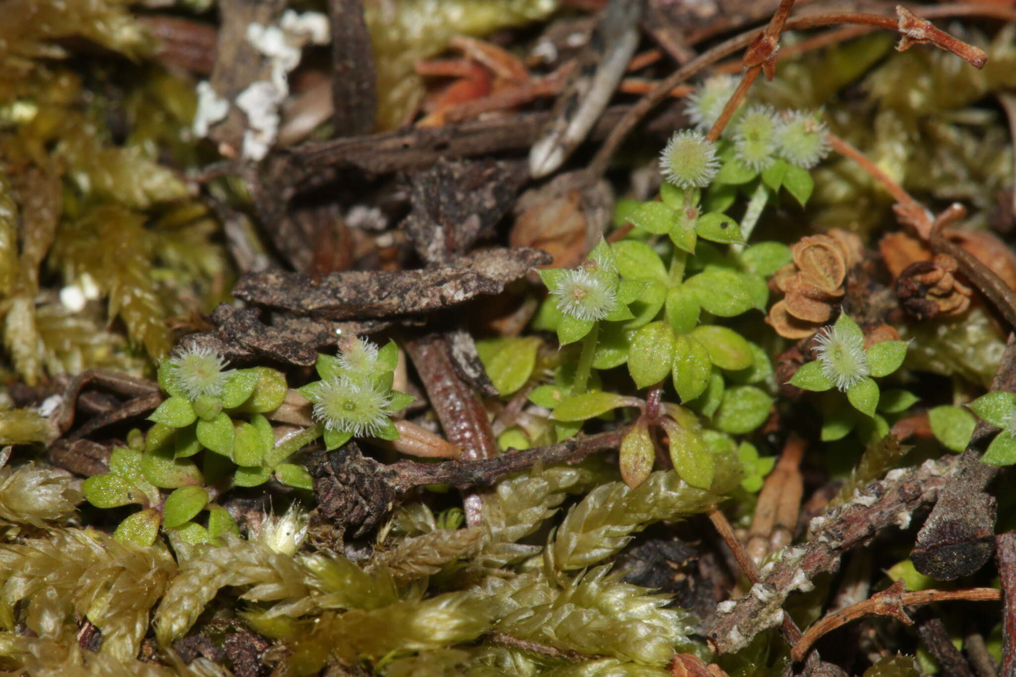 Plancia ëd Galium minutulum Jord.