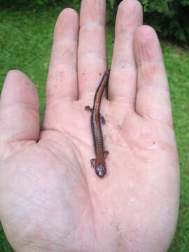 Image of Eastern Red-backed Salamander