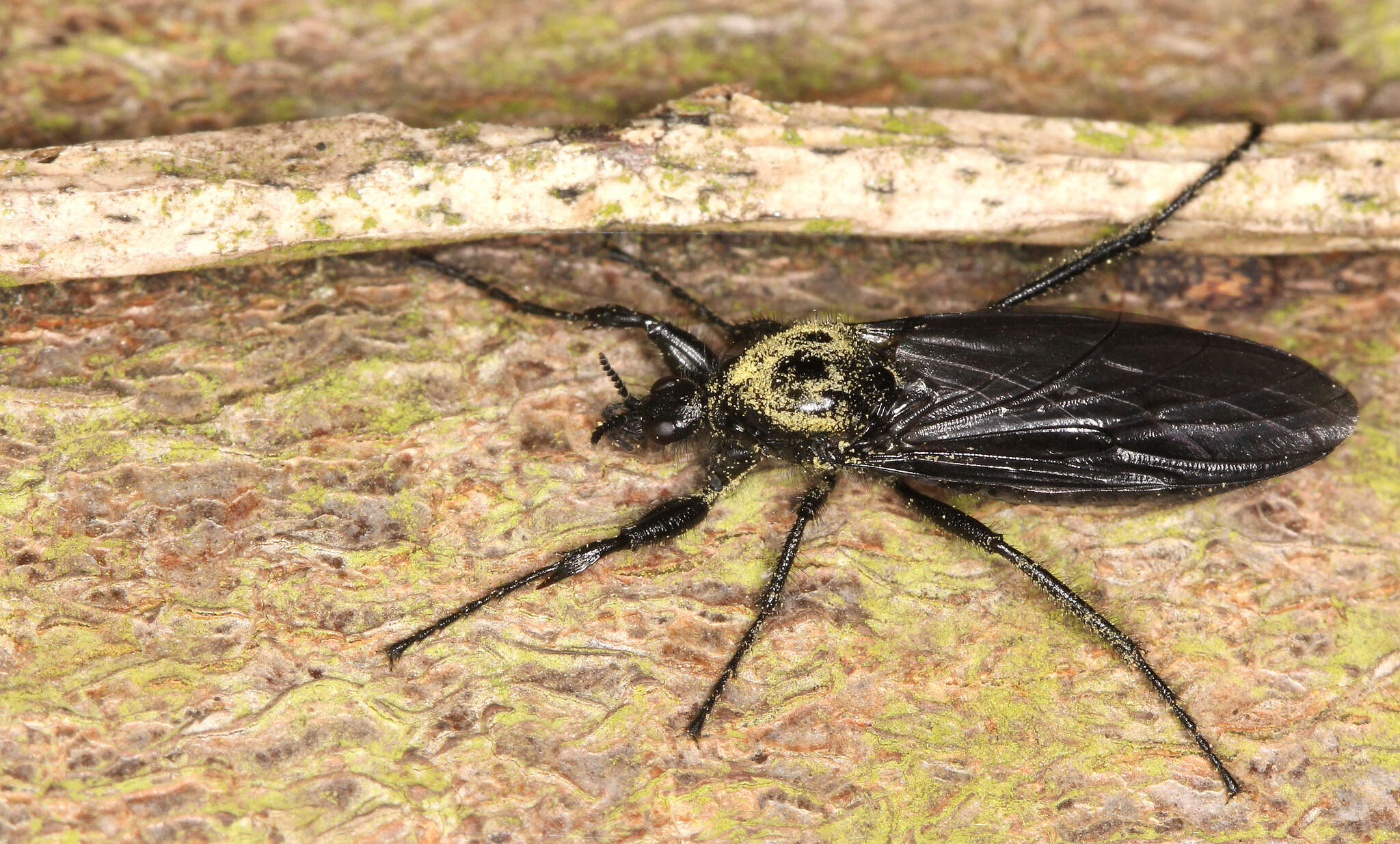 Image of Bibio marci (Linnaeus 1758)