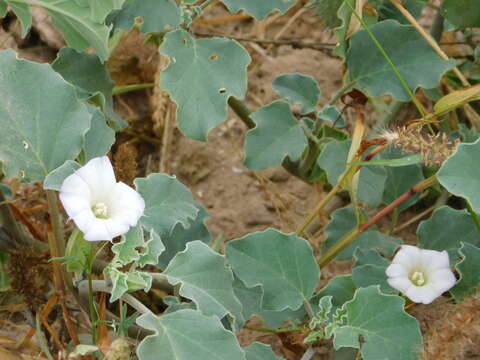 Image of Datura arenicola Gentry ex Bye & Luna