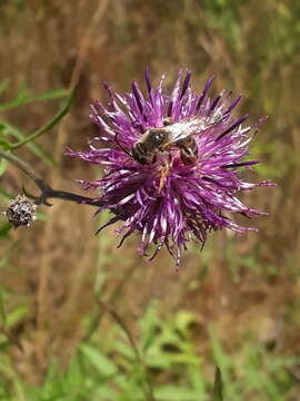 Halictus sexcinctus (Fabricius 1775)的圖片