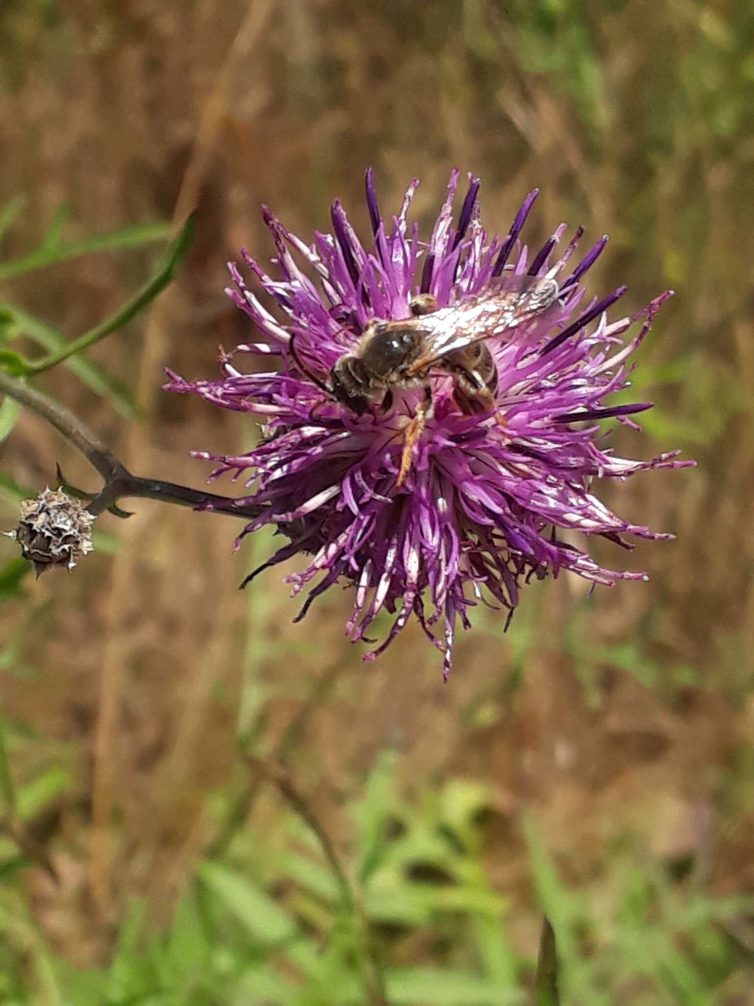 Halictus sexcinctus (Fabricius 1775)的圖片