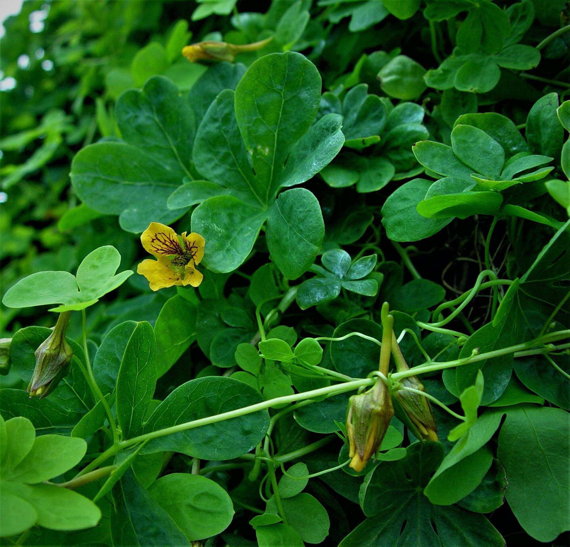 Image of Tropaeolum ciliatum Ruiz & Pav.