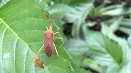 Image of Chondrocera laticornis Laporte 1832