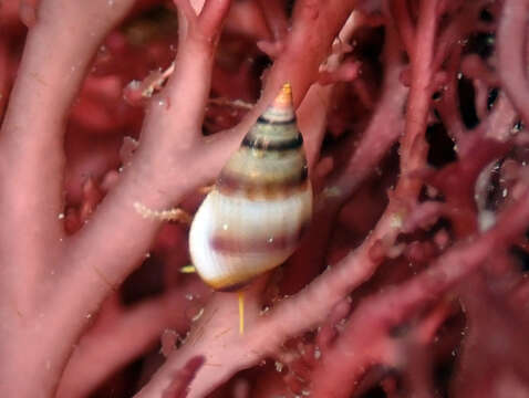 Image of violet risso snail