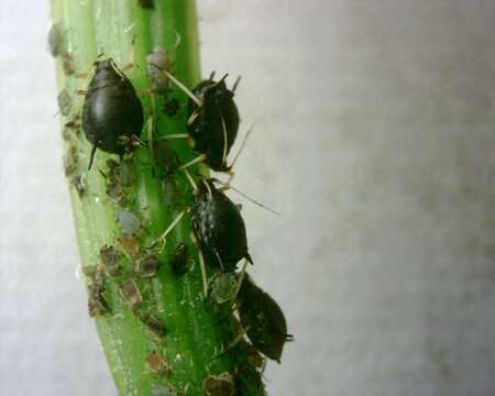 Image of Cowpea aphid