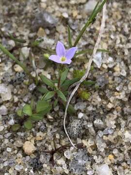 Image of rose bluet