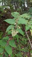 Image of Ageratina areolaris (DC.) D. Gage ex B. L. Turner