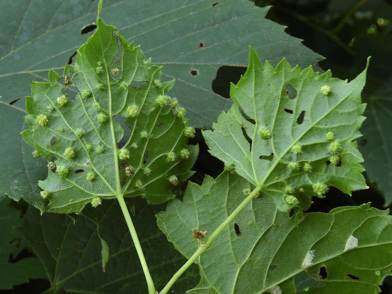 Image of grape phylloxera