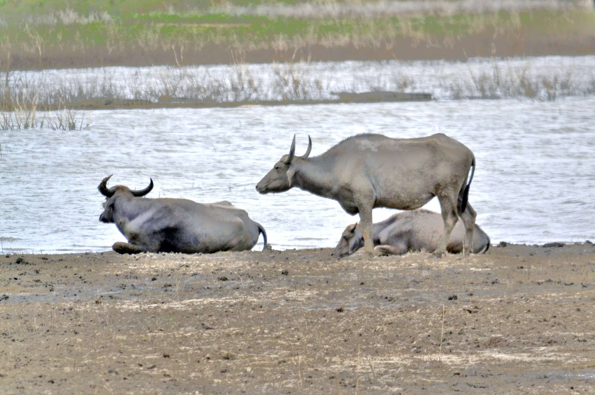 Image of Asian Buffalo