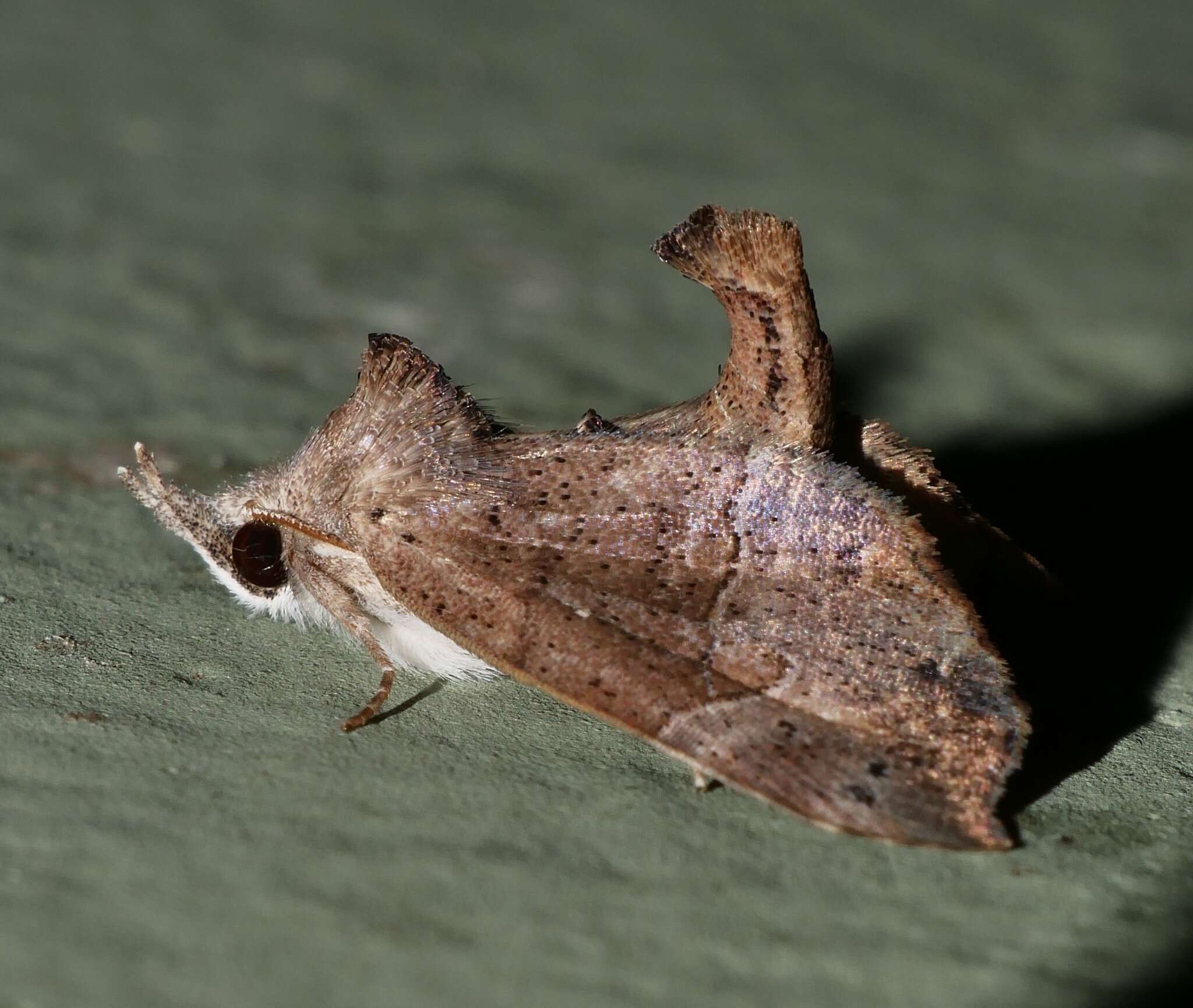 Image of Mecistoptera lithochroa Lown 1903