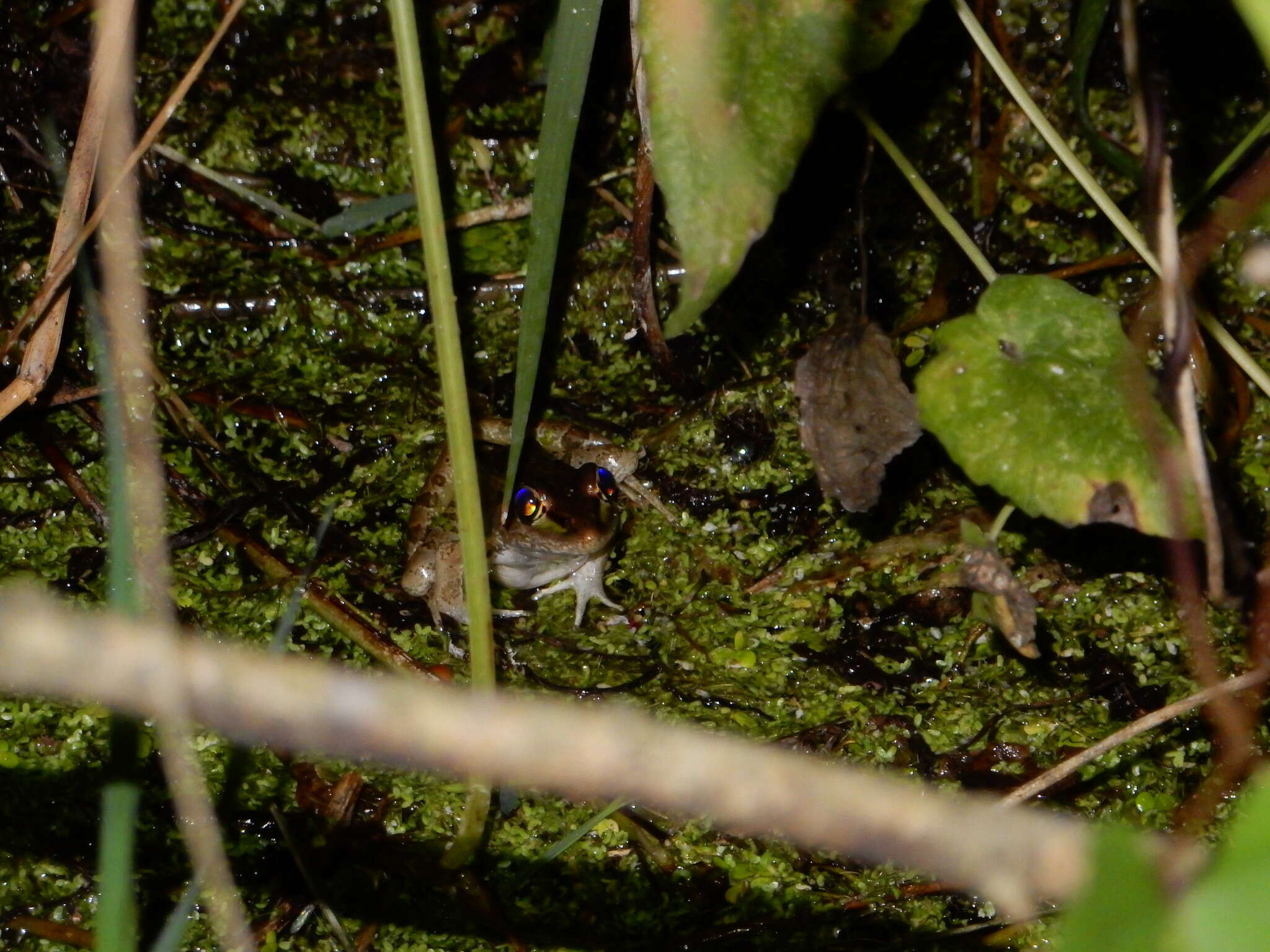 Image of Lithobates brownorum (Sanders 1973)