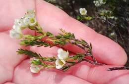 Image of Diosma aspalathoides Lam.