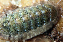 Imagem de Ischnochiton elongatus (Blainville 1825)