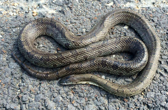 Image of Prairie Kingsnake