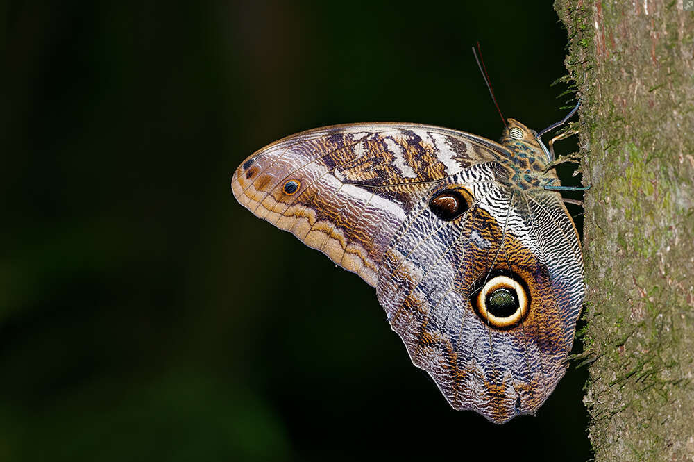 Image of Caligo idomeneus Linnaeus 1758