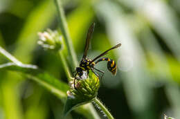 Phimenes flavopictus timorensis (Vecht 1959)的圖片