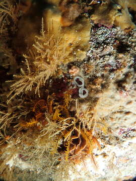 Image of Fiery nudibranch