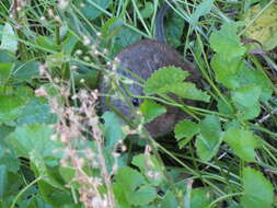 Image of Southern African Vlei Rat