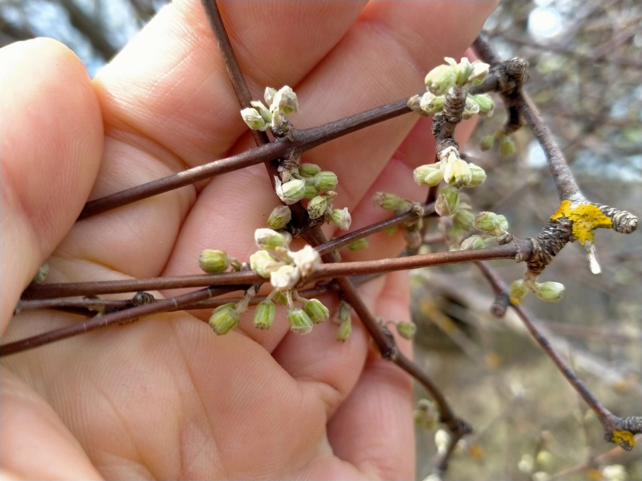 Olearia hectorii Hook. fil. resmi