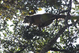 Image of brown lemur