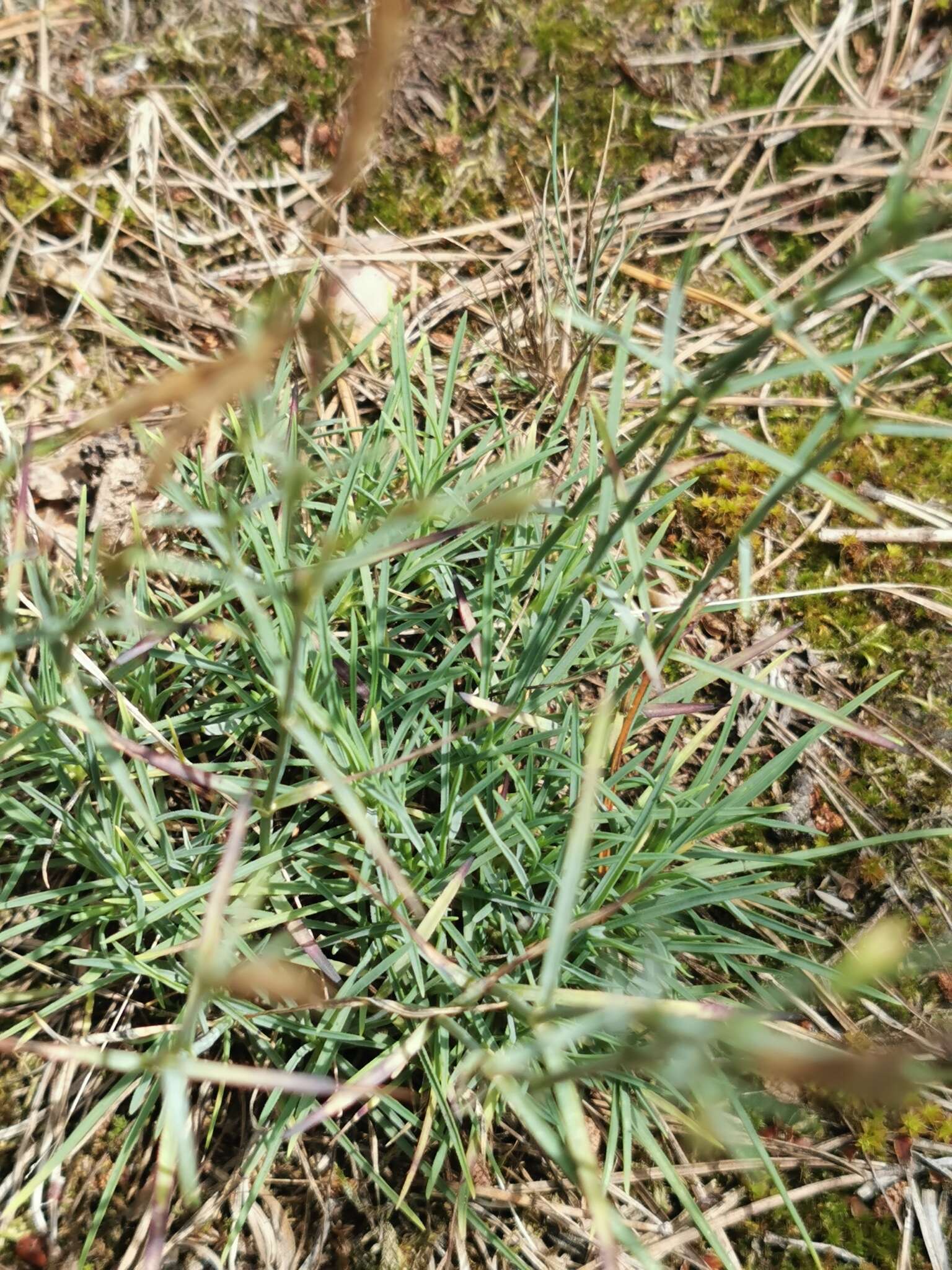 صورة Dianthus arenarius subsp. borussicus Vierh.