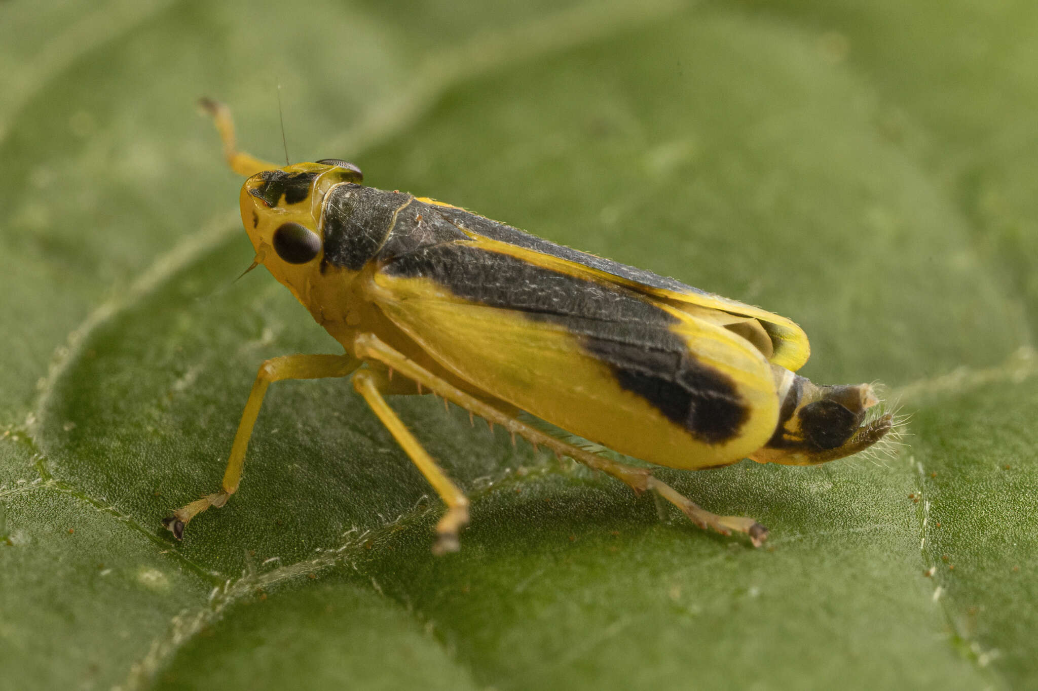 Plancia ëd Evacanthus chlamidatus Hamilton 1983