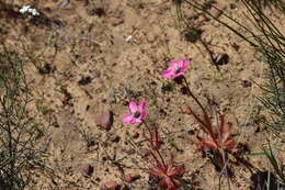 Image of <i>Drosera variegata</i> Debbert