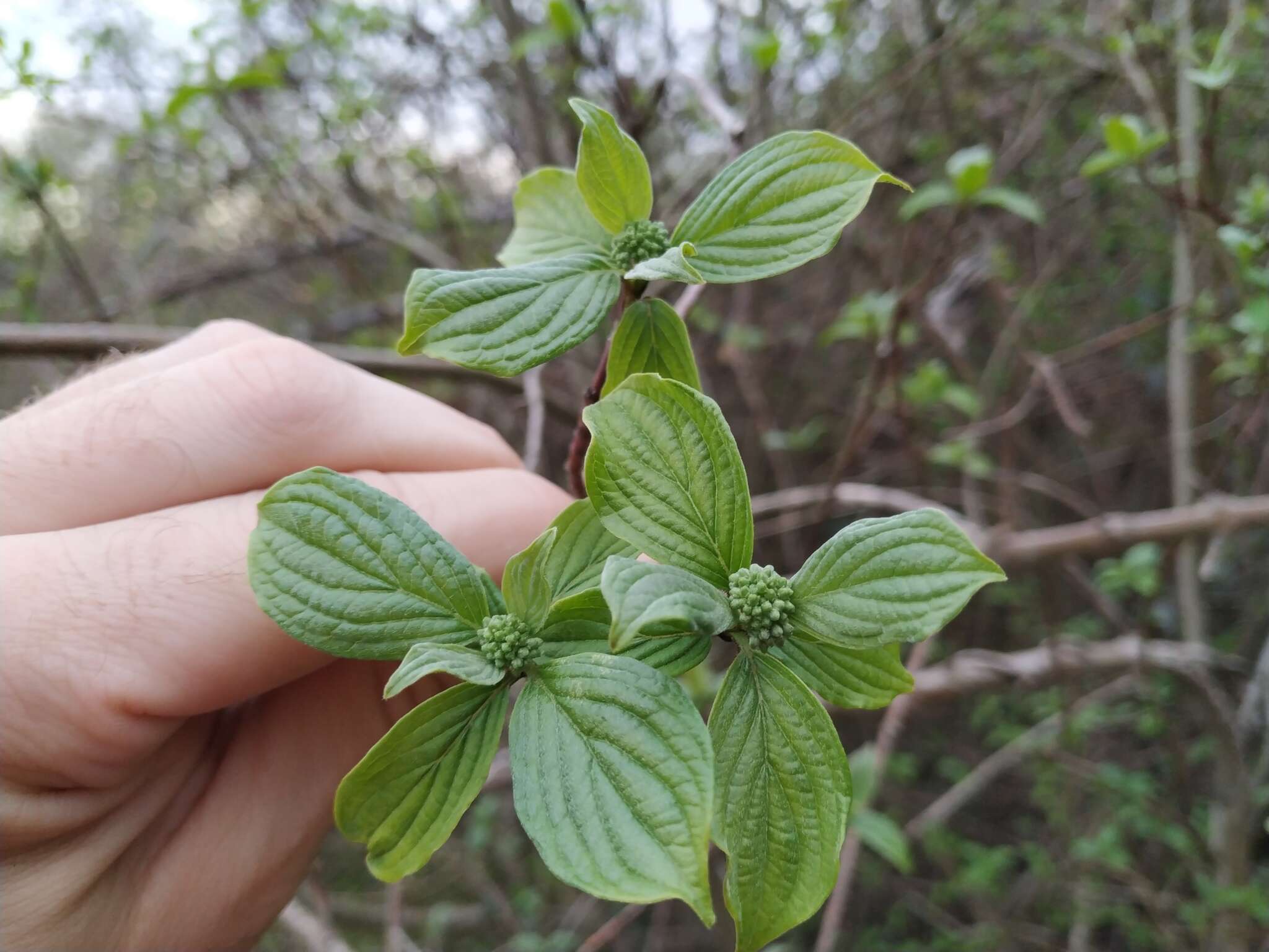 Image of Cornus sanguinea subsp. australis (C. A. Mey.) Jáv.