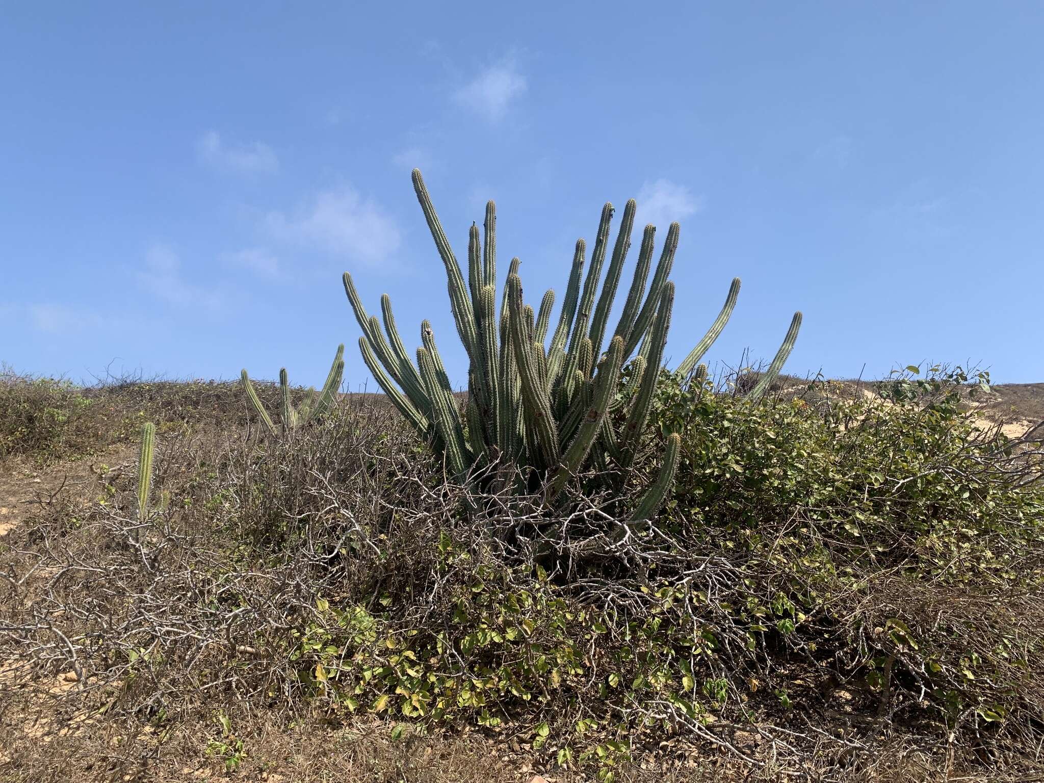 Imagem de Pilosocereus catingicola subsp. salvadorensis (Werderm.) Zappi