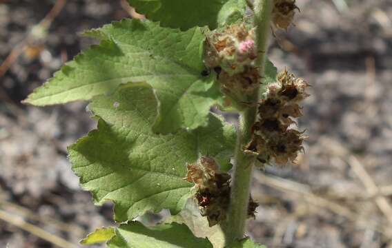 Image of Kearnemalvastrum subtriflorum (Lag.) D. M. Bates